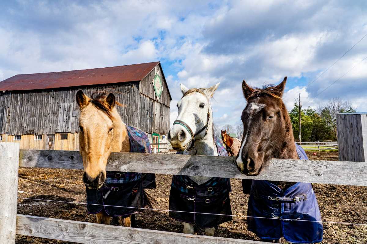 The Impact of Bonding with Animals on the Well-being of Animal Trainers